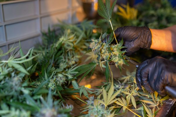 Découvrez les meilleurs grossistes fleurs CBD pour un prix idéal